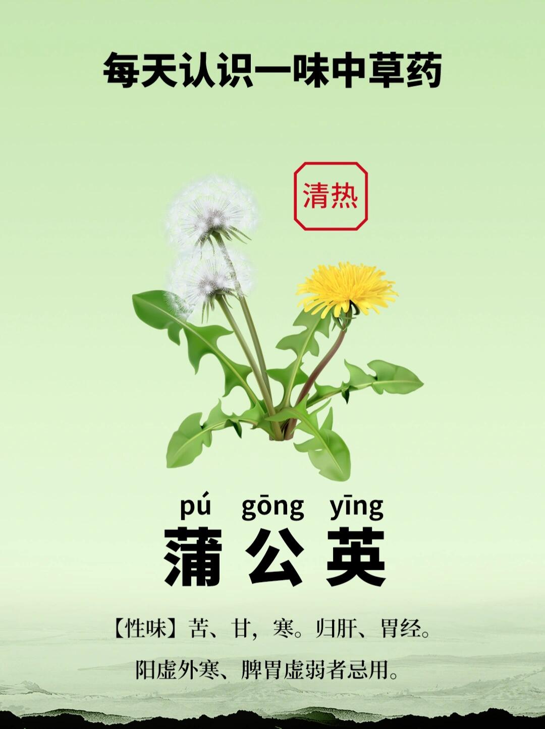 蒲公英花的功效与作用