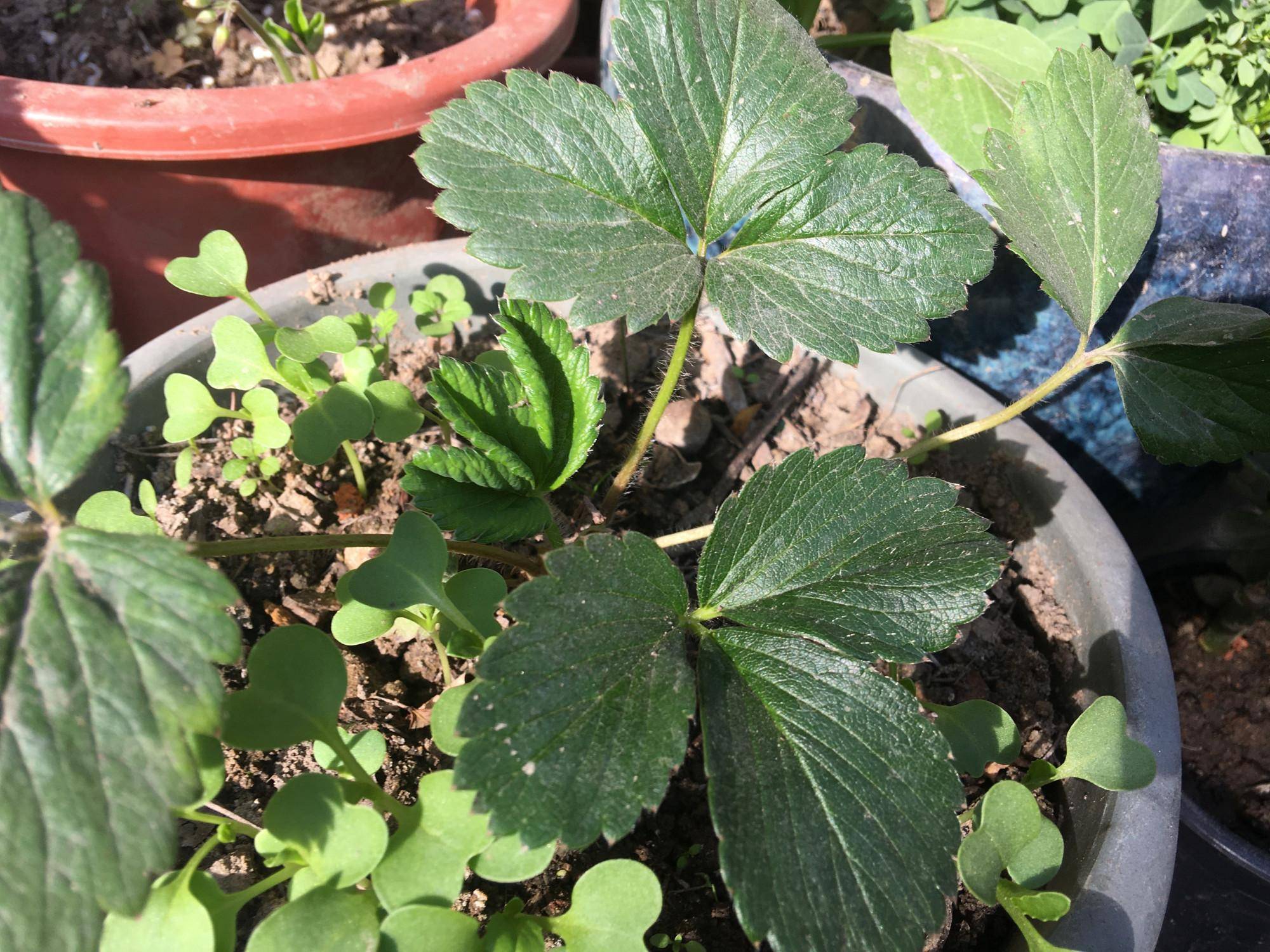 草莓盆栽方法